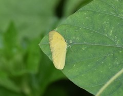 Eurema hecabe hecabe