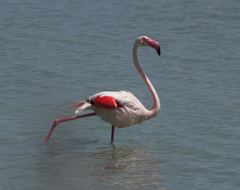 Phoenicopterus roseus