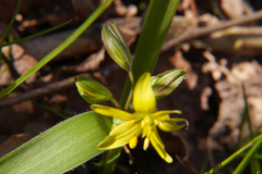 Gagea lutea