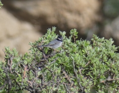 Curruca ruppeli