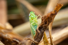 Cicadellidae