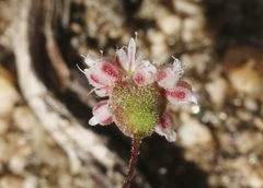 Eriogonum maculatum