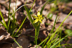 Gagea lutea