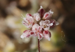 Eriogonum maculatum