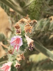 Echium glomeratum