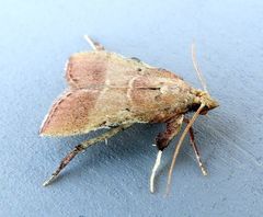 Paragalasa exospinalis