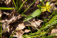 Gagea lutea