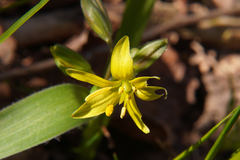 Gagea lutea