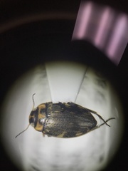 Nectoboreus aequinoctialis