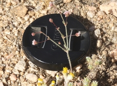 Eriogonum maculatum