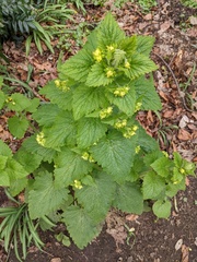Scrophularia vernalis