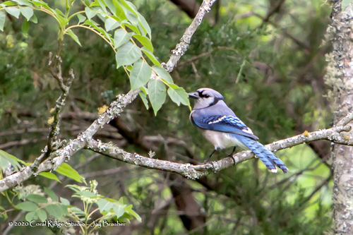 Blue Jay photographed in Tennessee