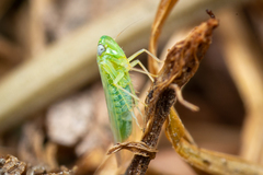 Cicadellidae