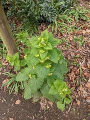 Scrophularia vernalis