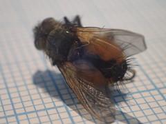 Eudoromyia