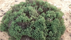 Thymus camphoratus