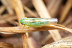 Cicadellidae