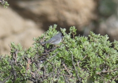 Curruca ruppeli