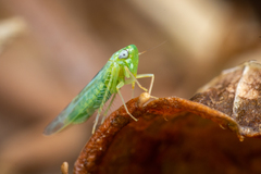 Cicadellidae