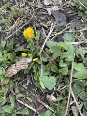 Ficaria verna