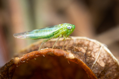 Cicadellidae