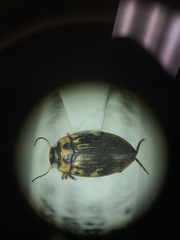 Nectoboreus aequinoctialis