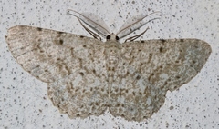 Catoria sublavaria