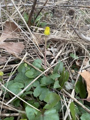 Ficaria verna