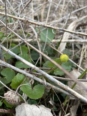 Ficaria verna