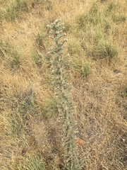Echium glomeratum
