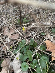 Ficaria verna