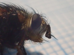 Eudoromyia