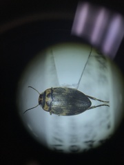 Nectoboreus aequinoctialis