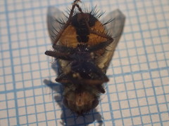 Eudoromyia