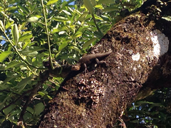 Sceloporus horridus