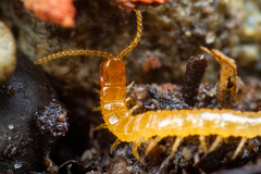 Geophilomorpha
