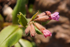 Pulmonaria