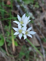 Allium massaessylum