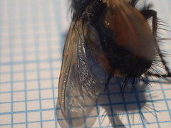 Eudoromyia