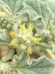 Chrozophora tinctoria