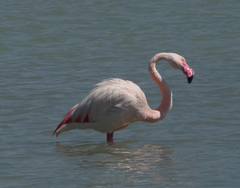 Phoenicopterus roseus