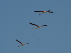 Phoenicopterus roseus