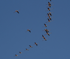 Phoenicopterus roseus