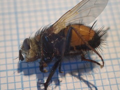 Eudoromyia