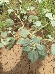 Chrozophora tinctoria