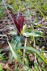 Trillium underwoodii