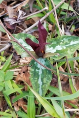 Trillium underwoodii
