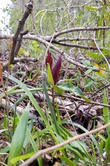 Trillium underwoodii