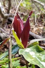 Trillium underwoodii