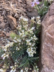 Cusickiella douglasii